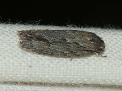 Agriophara leptosemela