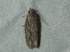 Agriophara leptosemela