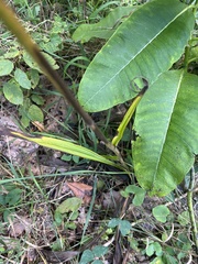 Veratrum hybridum