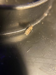 Chionodes mediofuscella