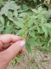 Agrimonia striata