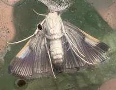 Peribona venosa
