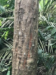 Memecylon minutiflorum