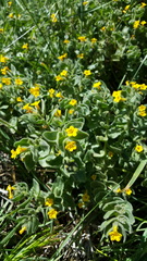 Alkanna orientalis