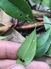 Memecylon minutiflorum