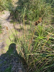 Juncus pallidus
