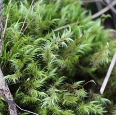 Dicranoloma menziesii