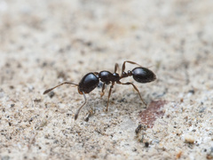 Monomorium ergatogyna