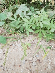 Agrimonia striata
