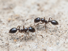Monomorium ergatogyna