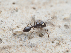 Monomorium ergatogyna