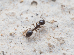 Monomorium ergatogyna