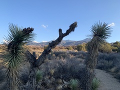 Yucca brevifolia