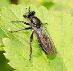 Laphria canis
