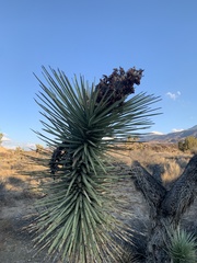 Yucca brevifolia