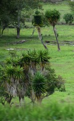Yucca gigantea