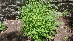 Chenopodium opulifolium