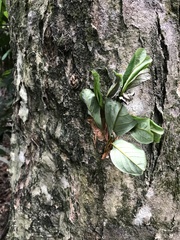 Terminalia subspathulata