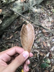 Terminalia subspathulata