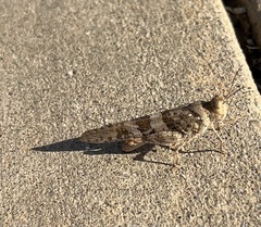 Trimerotropis pallidipennis