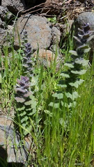 Ajuga orientalis