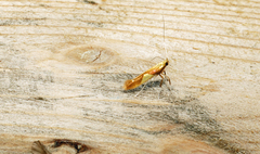 Caloptilia packardella