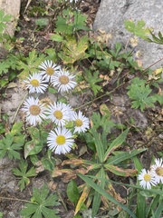 Erigeron coulteri