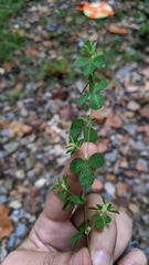 Kummerowia stipulacea