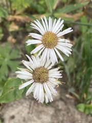 Erigeron coulteri
