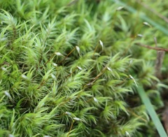 Dicranoloma menziesii