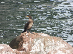 Phalacrocorax carbo image