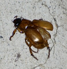 Cyclocephala lurida