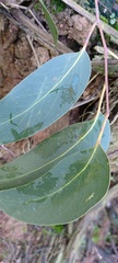 Eucalyptus obliqua