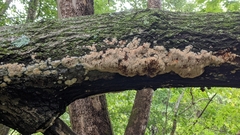 Radulomyces copelandii
