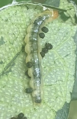 Peribona venosa
