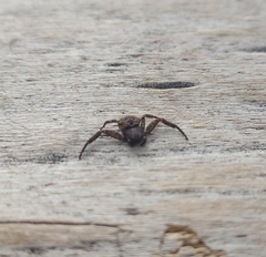 Thomisidae