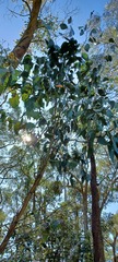 Eucalyptus obliqua