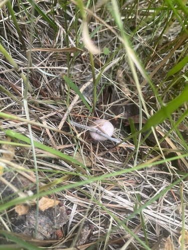 iNaturalist observation photo of Basidiomycete Fungi