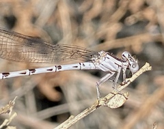 Argia vivida