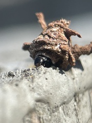 Psychidae