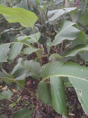Goeppertia latifolia