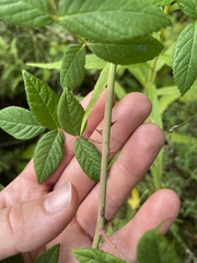 Rosa setigera