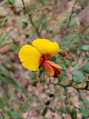 Bossiaea obcordata