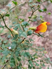 Bossiaea obcordata
