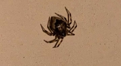 Euryopis funebris