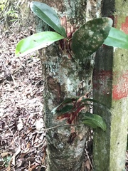 Ixonanthes icosandra