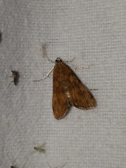 Elophila gyralis