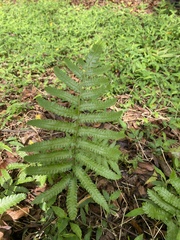 Christella acuminata