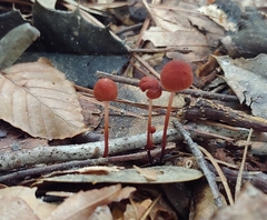 Marasmius sullivantii