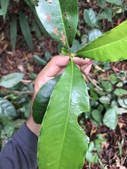 Ixonanthes icosandra